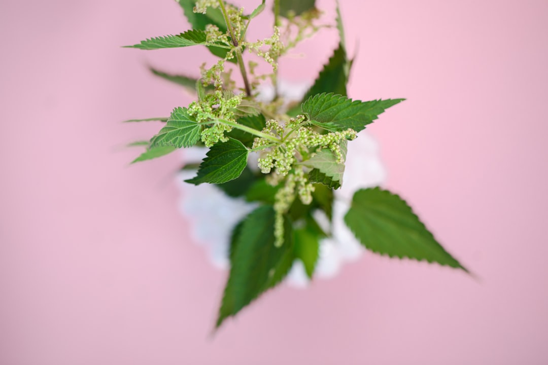 Ziołowe nootropiki przyszłości: rewolucja w poprawie funkcji mózgu 1 Photo Herbal nootropics